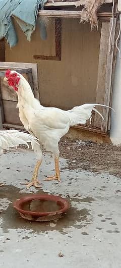 Aseel shamo male for sale