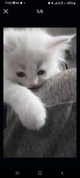 30 days ki cat Russian Persian  breed double  coded 7