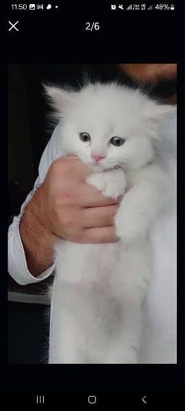 30 days ki cat Russian Persian  breed double  coded 8