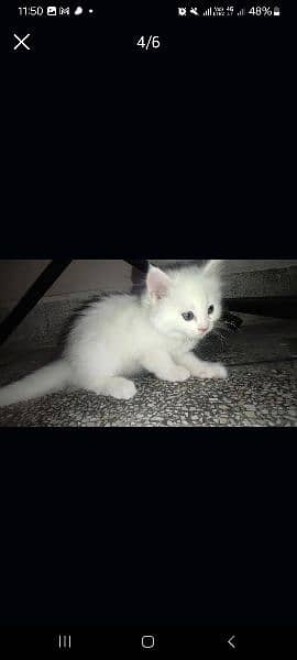 30 days ki cat Russian Persian  breed double  coded 9