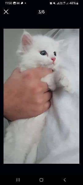 30 days ki cat Russian Persian  breed double  coded 10