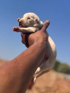 Pakistani bully dogs pups booking