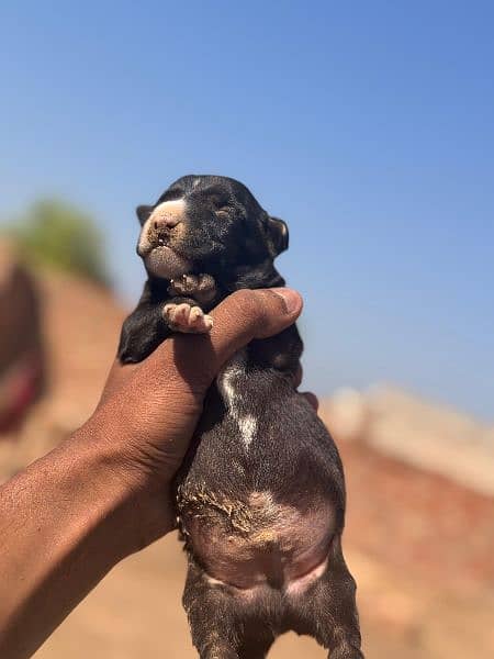 Pakistani bully dogs pups booking 1