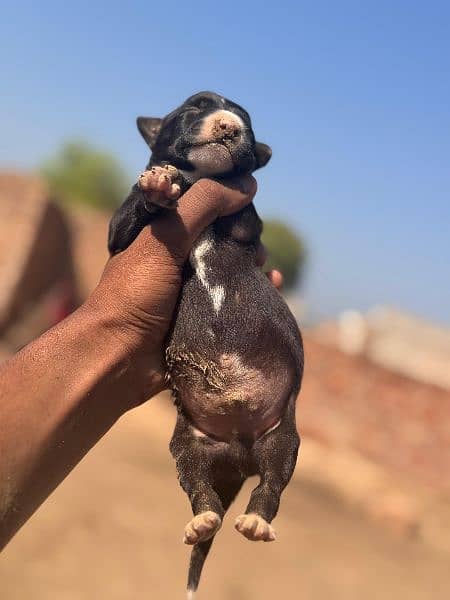 Pakistani bully dogs pups booking 3