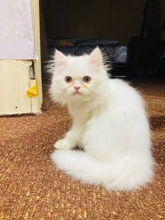 persian punch face ketten female