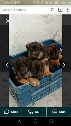 German puppy male double cot