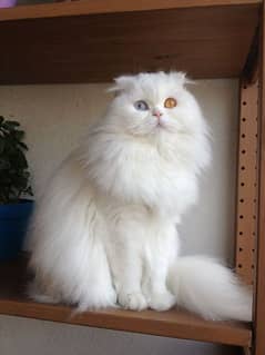 persian cat for sale double coated cat