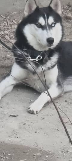 Siberian Husky 14 months old .