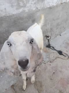 White Beautiful Bakra Available For Sale