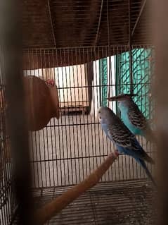 bidgie parrot pair for sale