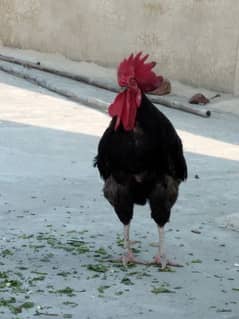 Australop Hen for sale