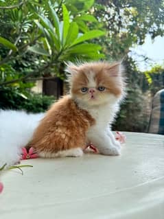 Persian kittens peki face with CFA bloodline