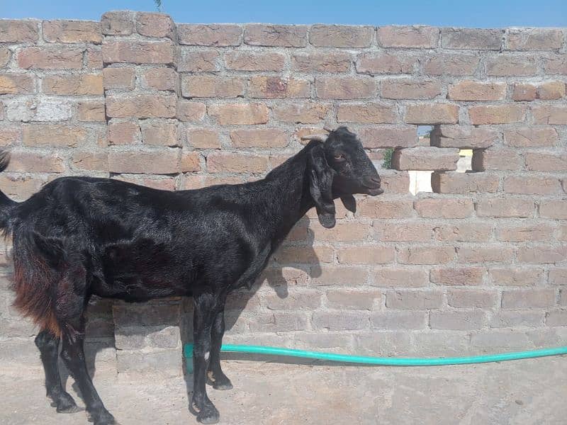 Desi Bakri dodh wali 0