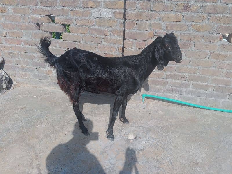 Desi Bakri dodh wali 1