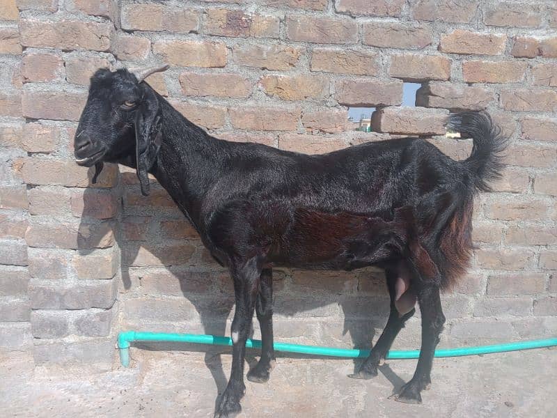 Desi Bakri dodh wali 2