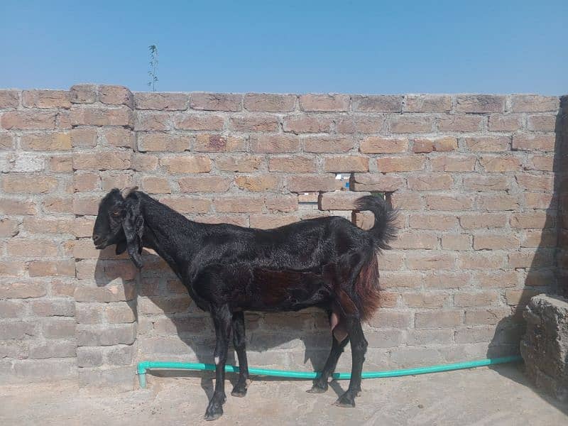 Desi Bakri dodh wali 3