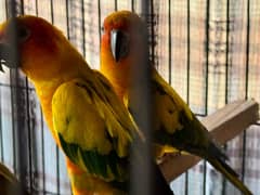 Sun Conure Parrots