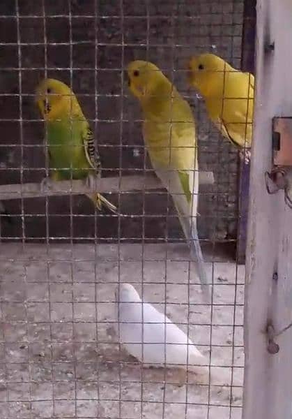 cockatiel and Australian pairs for sale with home/pinjra 0