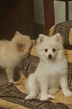 Pomeranian Pedigree Dog's Puppy for Sale