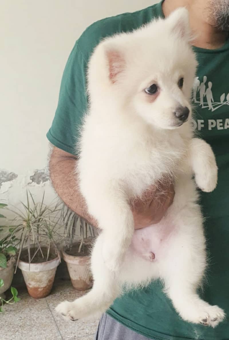 Pomeranian Pedigree Dog's Puppy for Sale 1