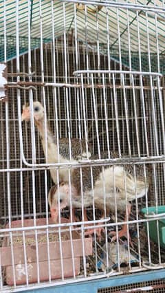 guineafowls/