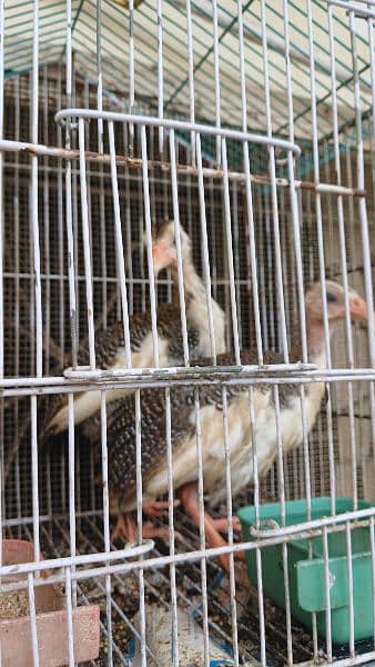 guineafowls/ cheeni murgi 1