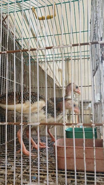 guineafowls/ cheeni murgi 2