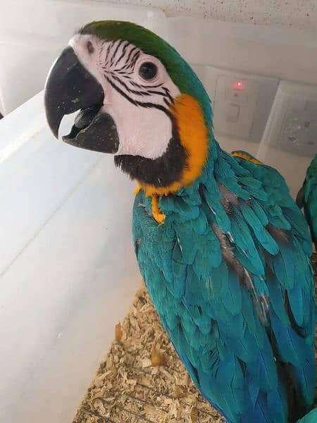 blue macaw parrot chips for sale 03086827902 1