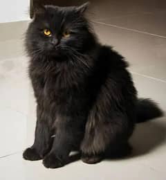 Persian Male Cat 0