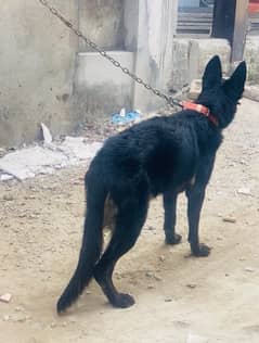 black shepherd female