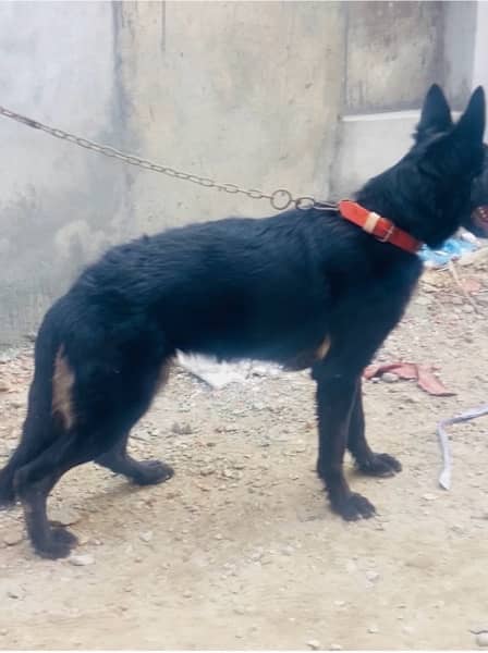 black shepherd female 1