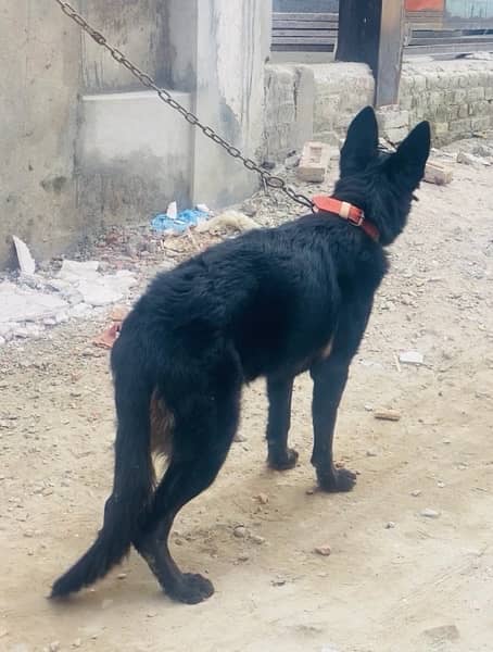 black shepherd female 2