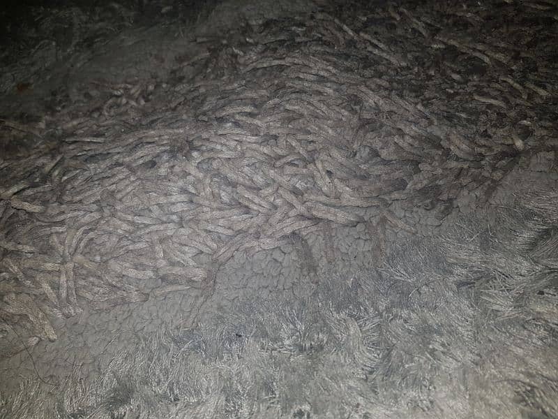 Carpet ( 10/10 Condition ) 1