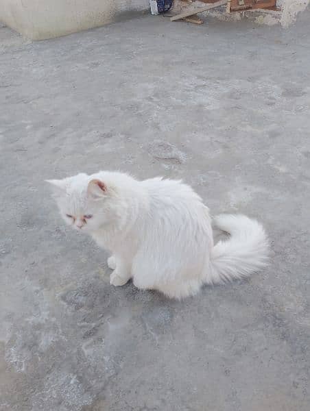 Blue eyes female cat for sale triple coated 2