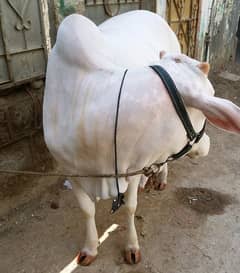 White Nukri Cow