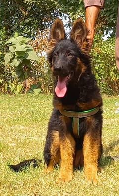 German shepherd Long coat show quality female for sale