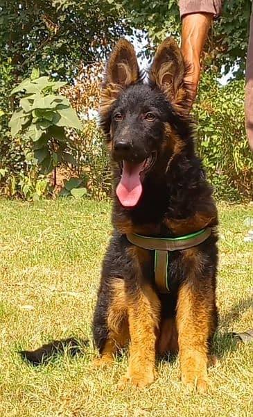 German shepherd Long coat show quality female for sale 0