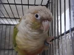 pine apple conure