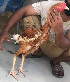 pure aseel phatta long height and Heera chicks