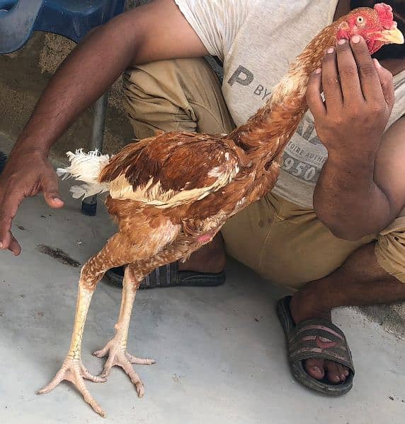 pure aseel phatta long height and Heera chicks 5