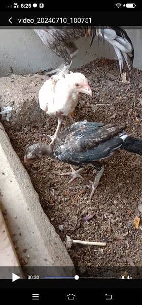 pure aseel phatta long height and Heera chicks 6