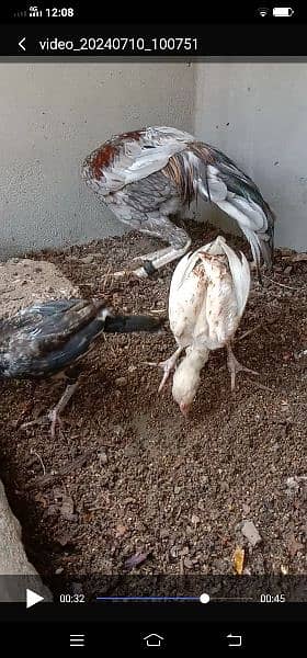 pure aseel phatta long height and Heera chicks 9