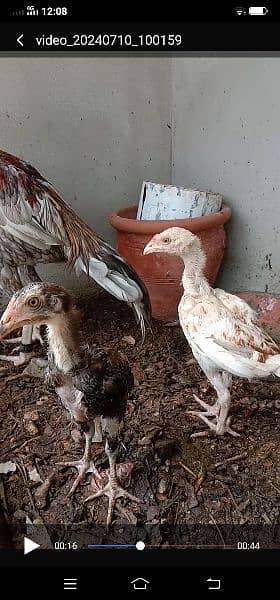 pure aseel phatta long height and Heera chicks 10