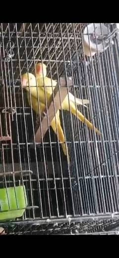 love Bird adult and breeder also available