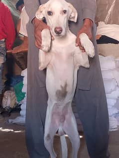 English Pointer Male