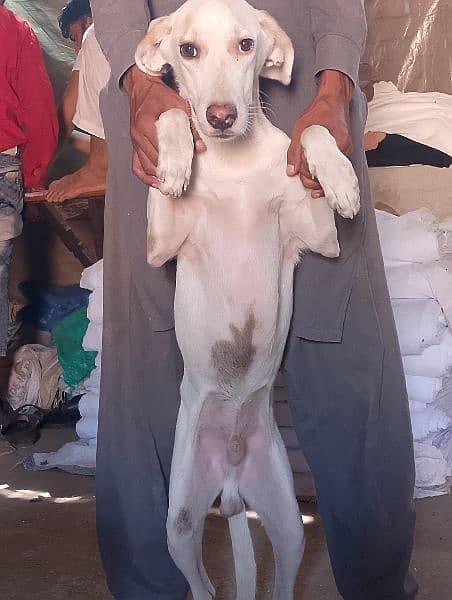 English Pointer Male 0