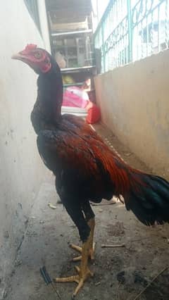 2 male aseel sindhi hens