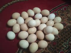 Desi Murgi Fertile Eggs