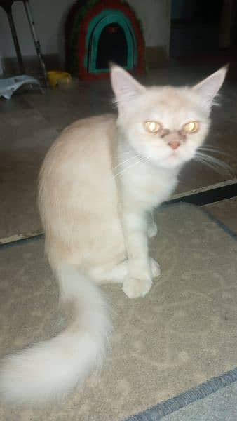 Parsian Female Cat 1