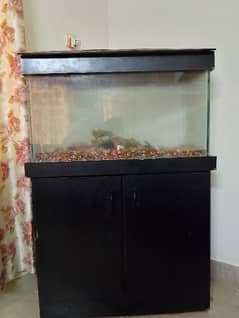 fish aquarium